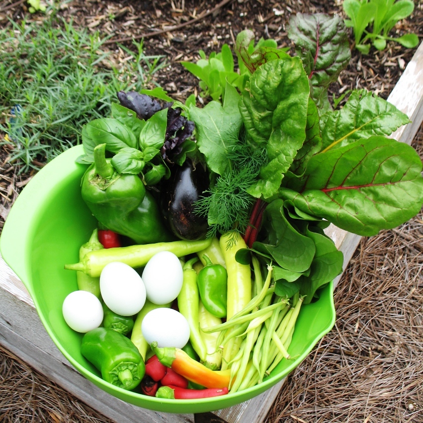 Fall Garden Harvest