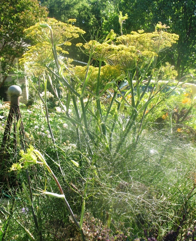 Bronze fennel in bloom