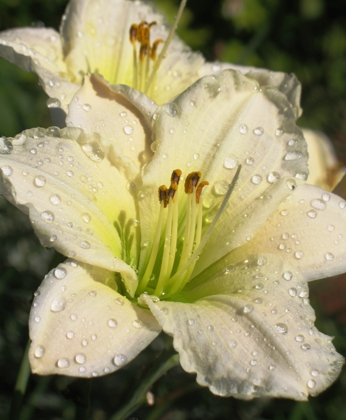 white daylily