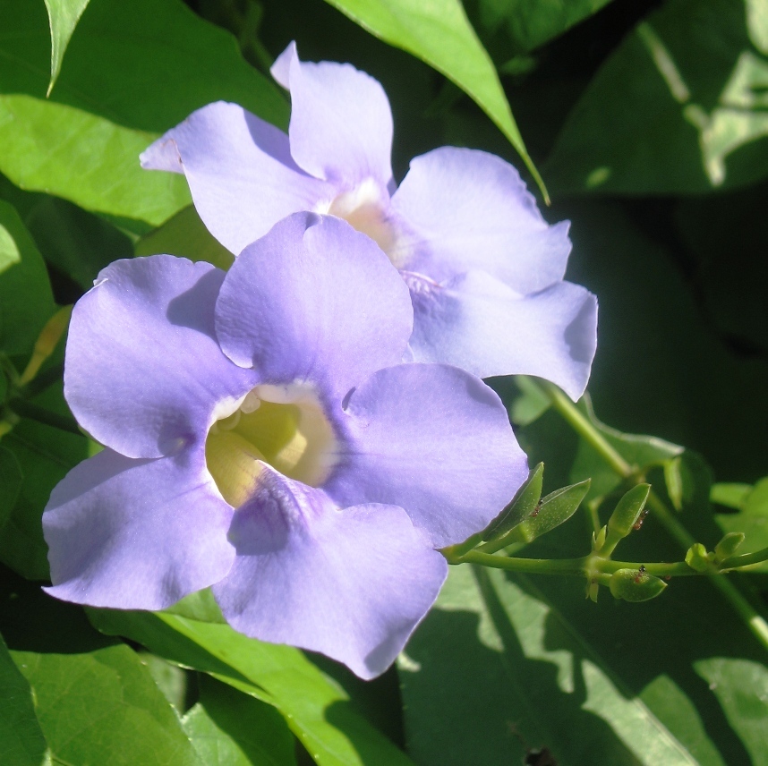 Sky vine Thunbergia