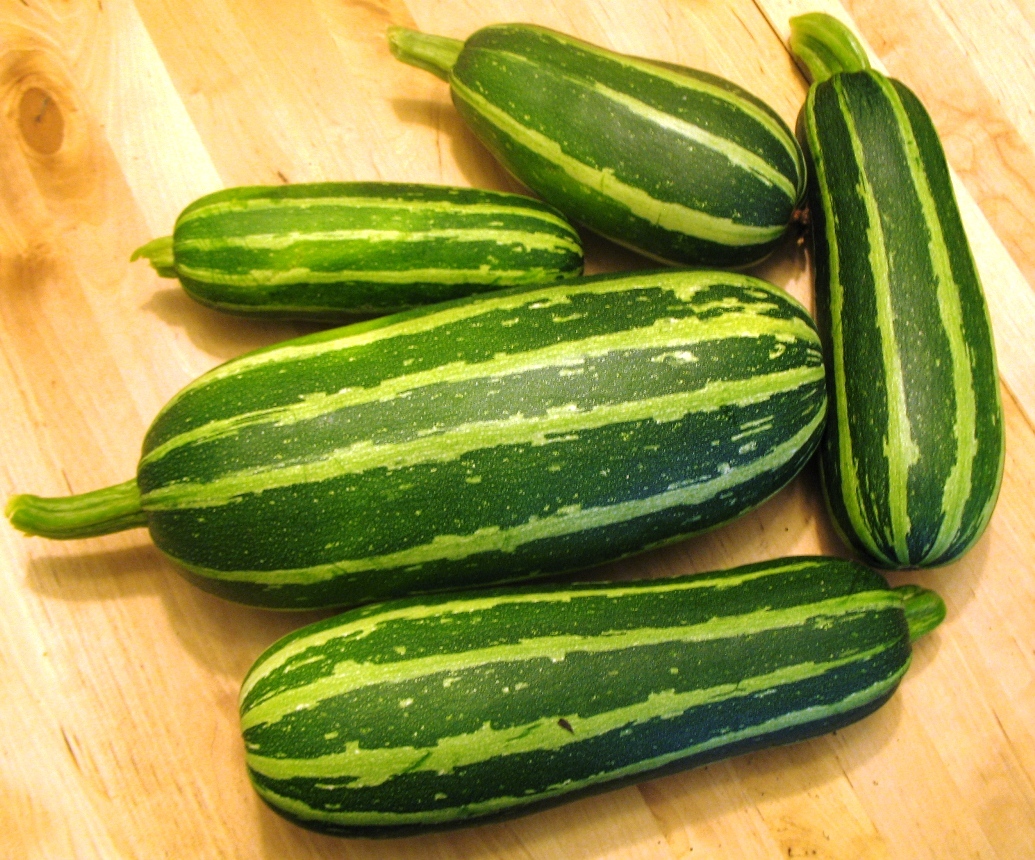 Huge zucchini!