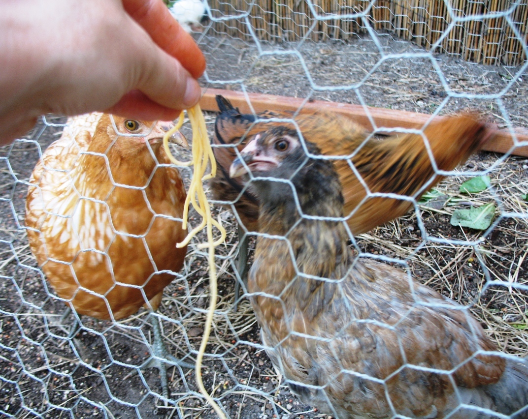 Chicken noodles!