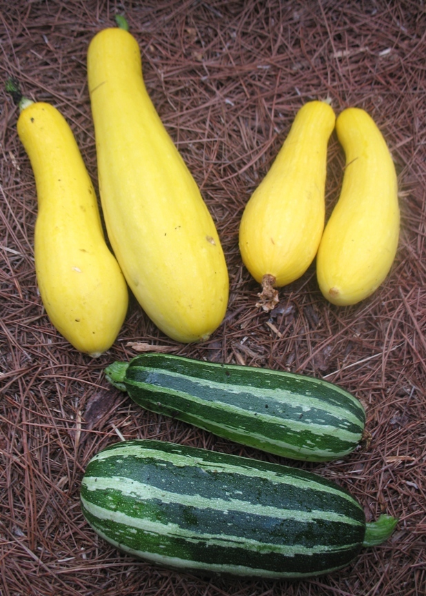 Squash Zucchini harvest