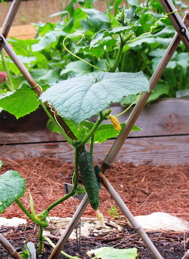 Cucumbers on the vine