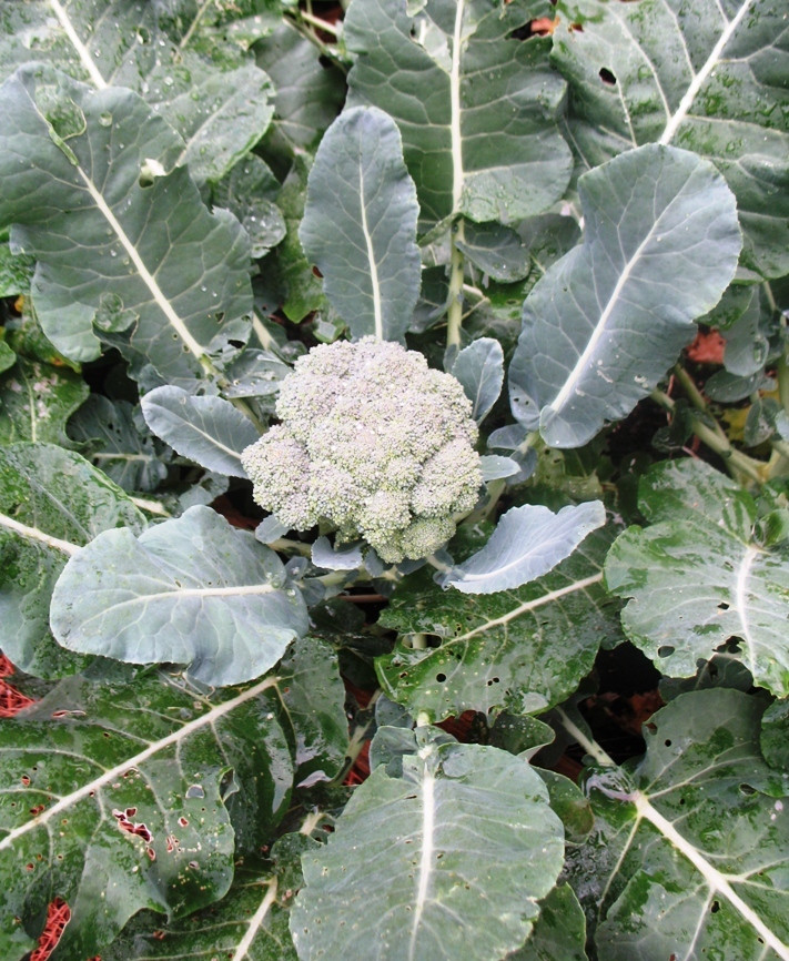 Broccoli harvest