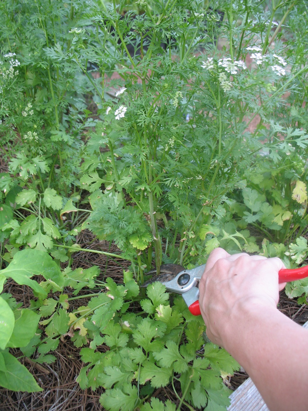 Pruning bolted cilantro