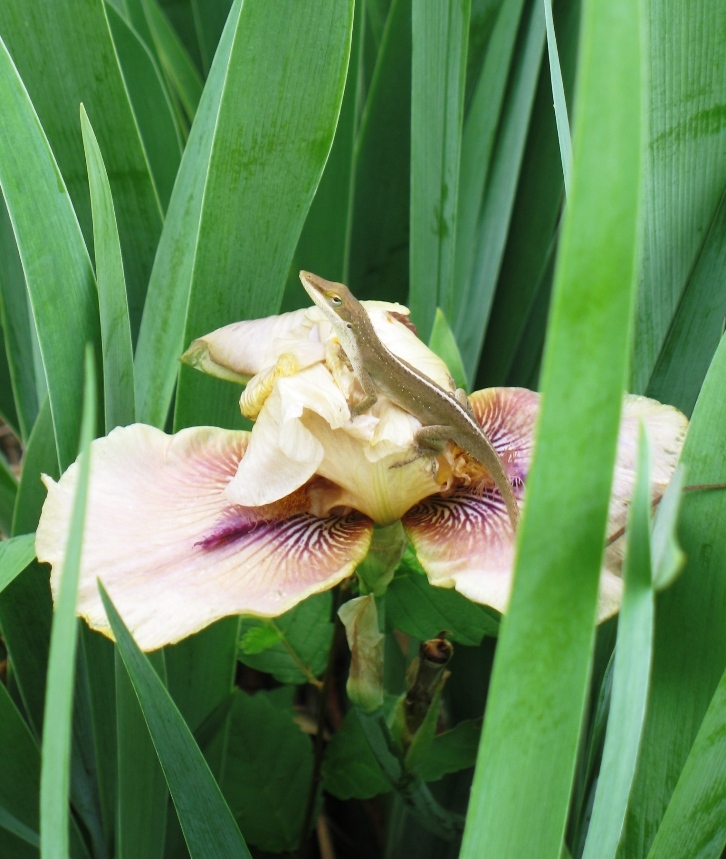 Anole on 'Thunderbird' Iris