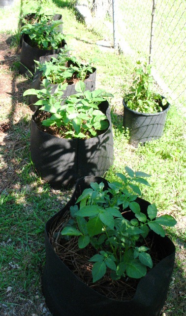 Potatoes in Fiber Bags