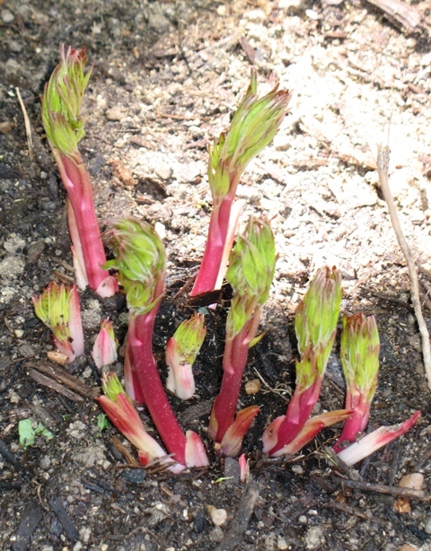 Emerging Peony