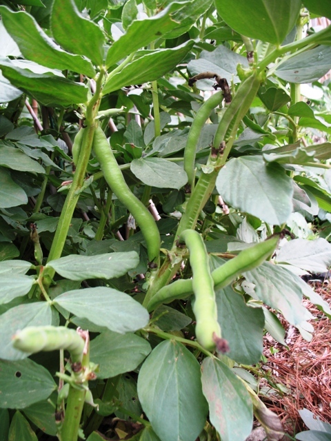 Fava bean pods