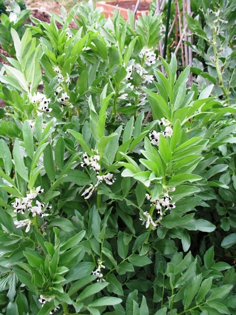 Fava Beans in Flower