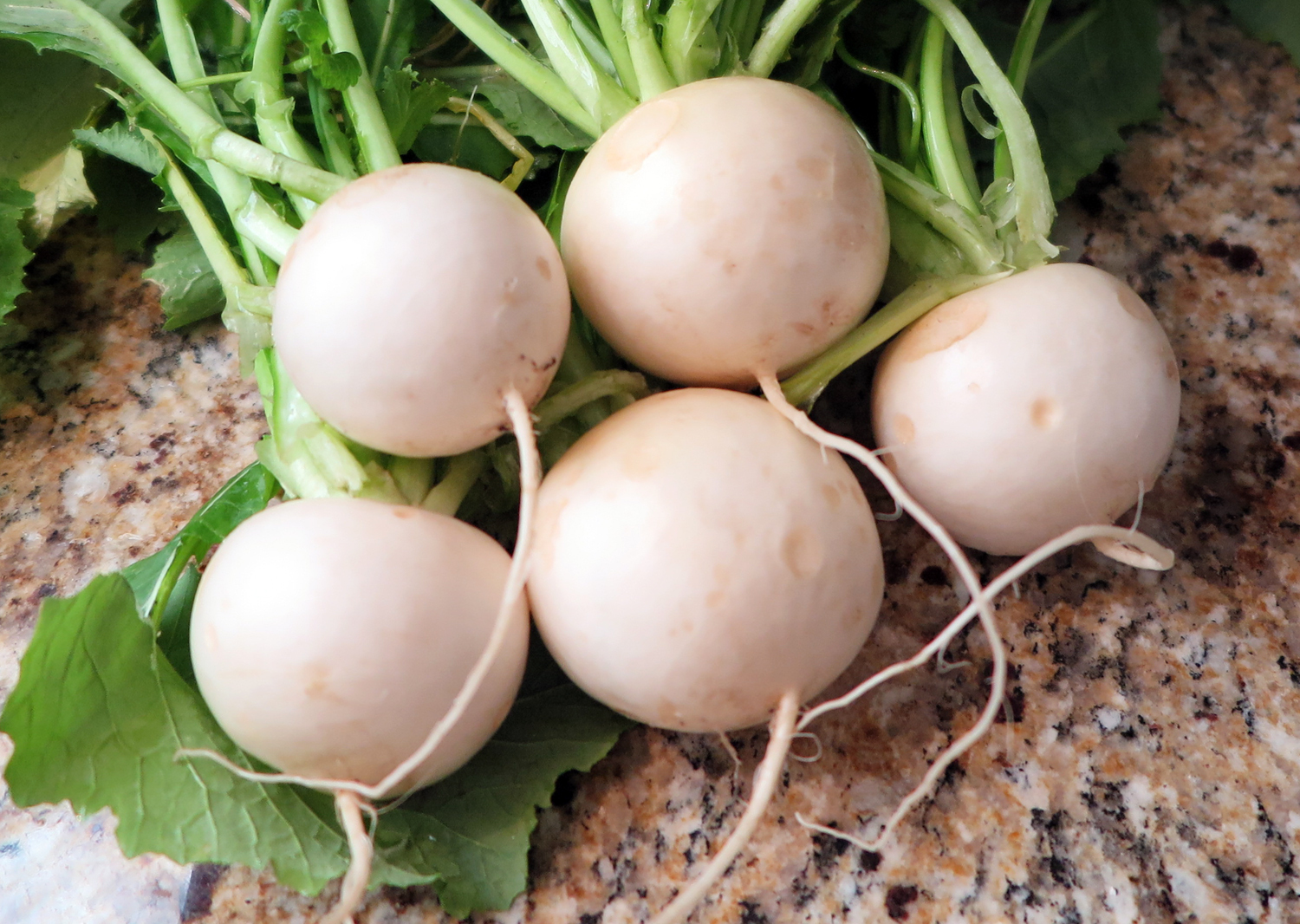 My favorite white turnips