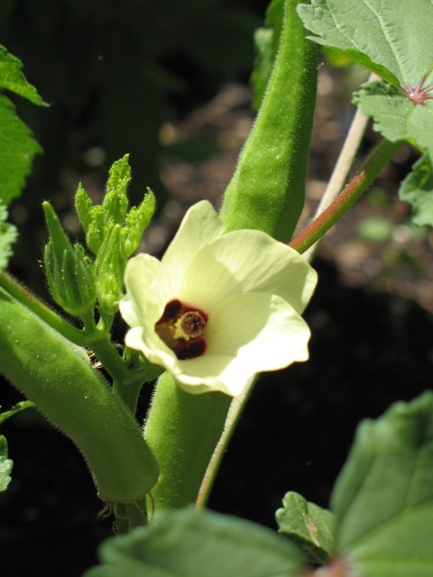 Okra flowers and pods