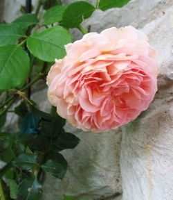 Rose 'Abraham Darby'