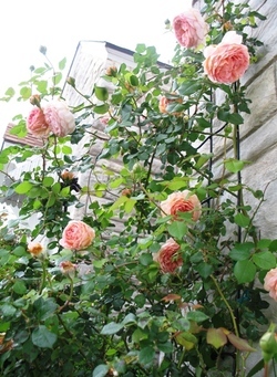 Rose 'Abraham Darby' on Trellis