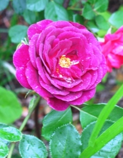 Rose 'Ebb Tide'