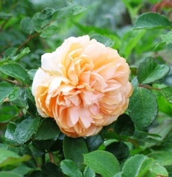 Rose 'Pegasus' Flower Close Up