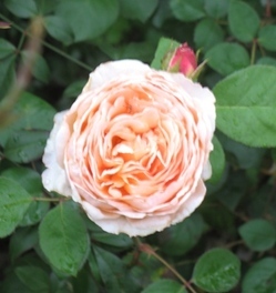 Rose 'Tamora'