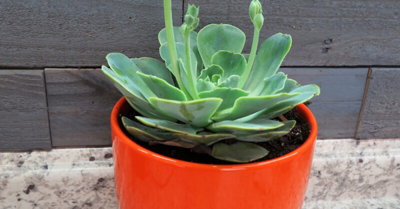 Halleck Horticultural | Plantgeek Chic - Grow Echeveria Indoors