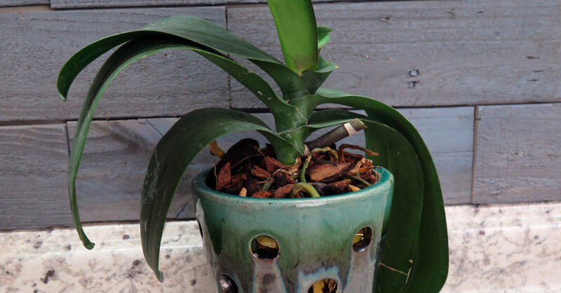 Halleck Horticultural | Plantgeek Chic - Use Porous Pots to Grow…