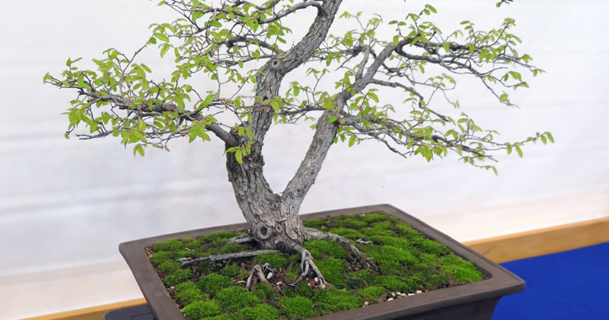 Halleck Horticultural | Plantgeek Chic - Elm Bonsai Need a Dormancy
