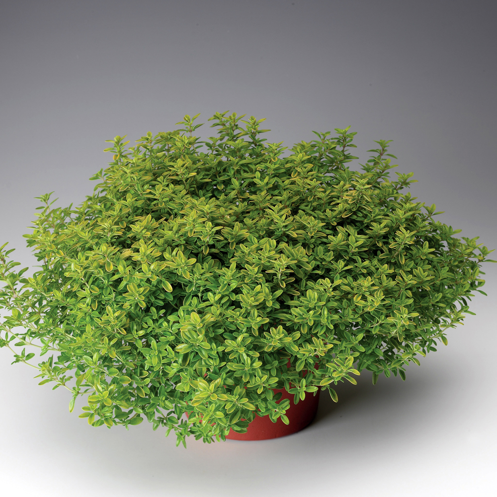 grow lemon thyme indoors