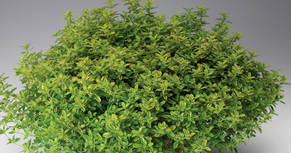 Halleck Horticultural | Plantgeek Chic - How Much Light Does Thyme…