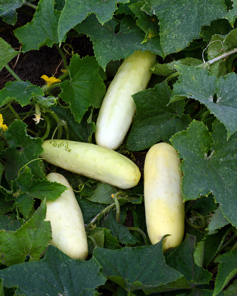 Growing cucumbers deals indoors under lights