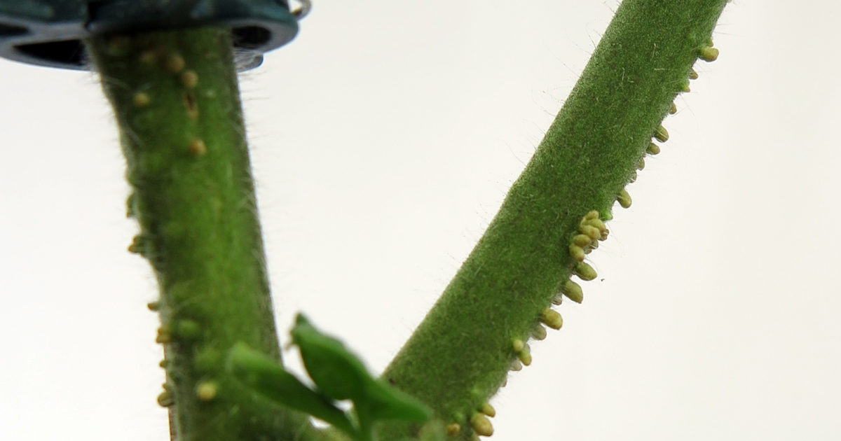aerial roots on tomato plants