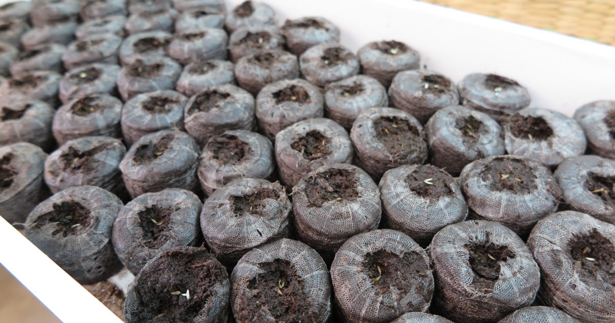 Plantgeek Chic Lettuce Seeds Need Light to… Halleck Horticultural