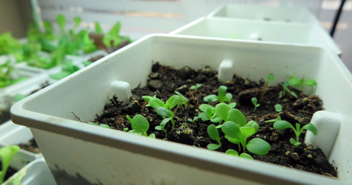 Plantgeek Chic Some Seeds Need Red Light to… Halleck Horticultural