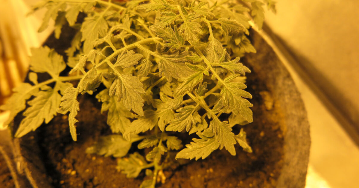 Halleck Horticultural | Plantgeek Chic - Do Plants use UV Radiation?