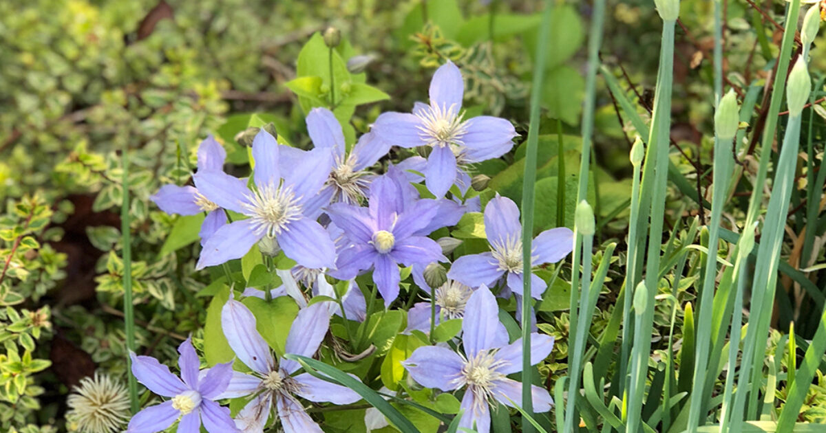 Halleck Horticultural | Plantgeek Chic - Blue Flowering Clematis Vine