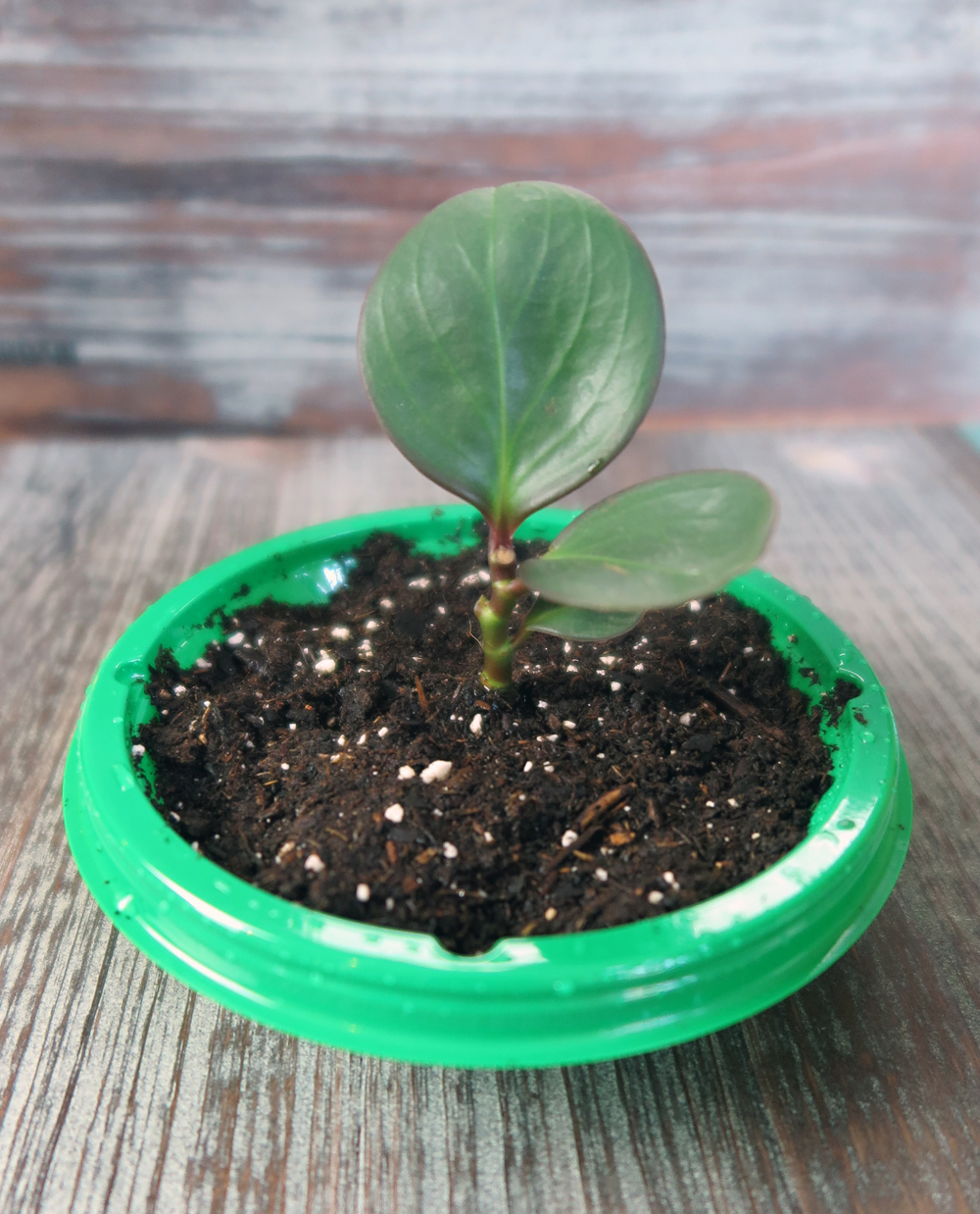 Repurpose Old Plastic Containers as Mini Greenhouses for Sprouting Seeds -  Live Love Fruit