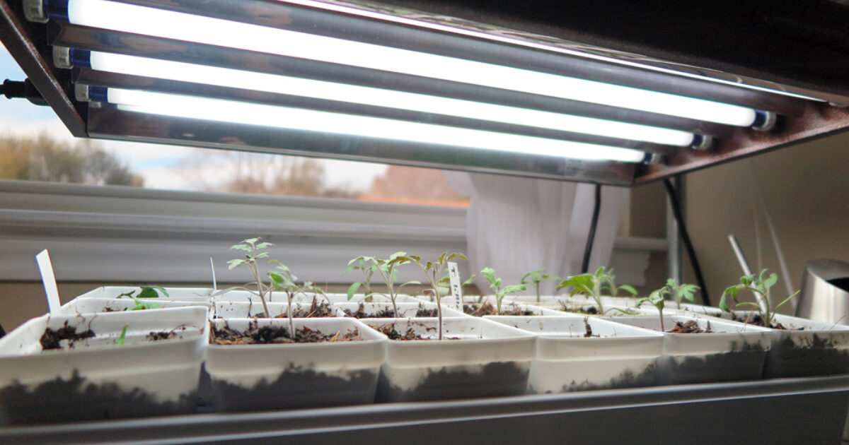 Halleck Horticultural | Plantgeek Chic - Gardening Under Lights: Use