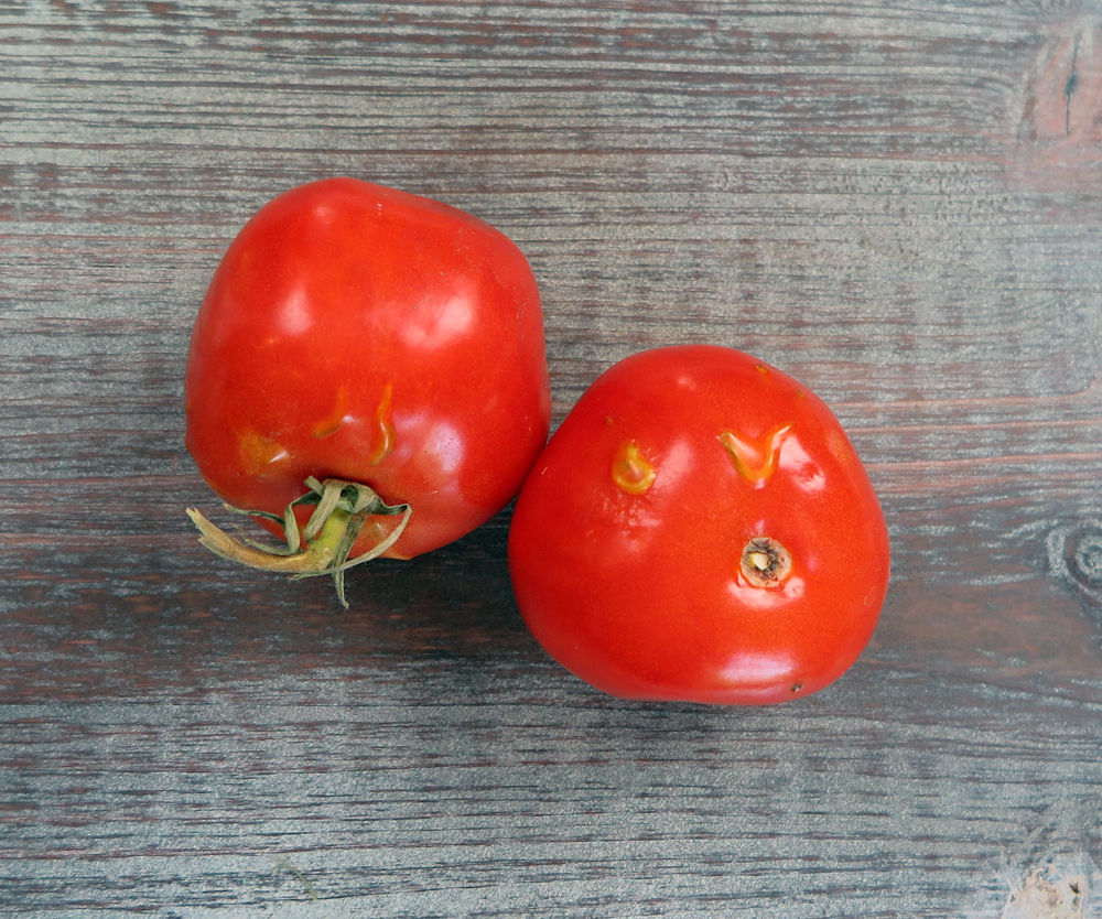 The germination inhibitors inside this decaying tomato have broken down and the seeds inside have begun to germinate.   By the way, don’t eat those tiny tomato sprouts if you find them in your tomato fruit—tomatoes are in the nightshade family and the stems and leaves contain toxins.