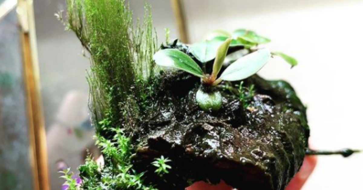 Bucephalandra sp. Black Pearl希少種☆美株大株 Bucephalandra Black