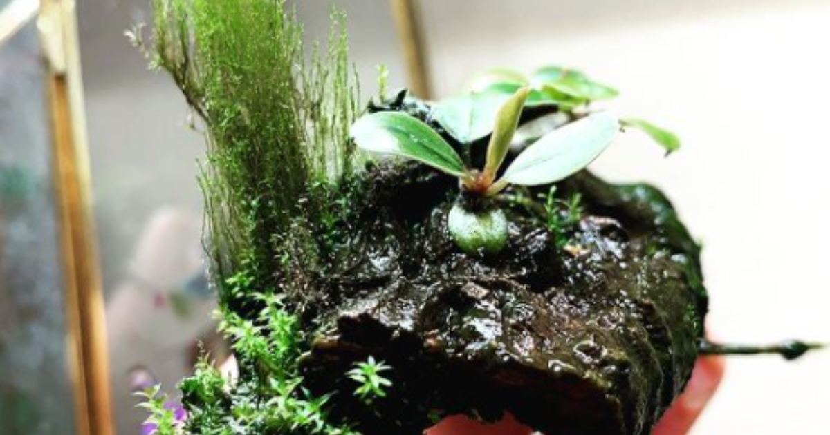 Tiny Plants: Bucephalandra 'Black Pearl'