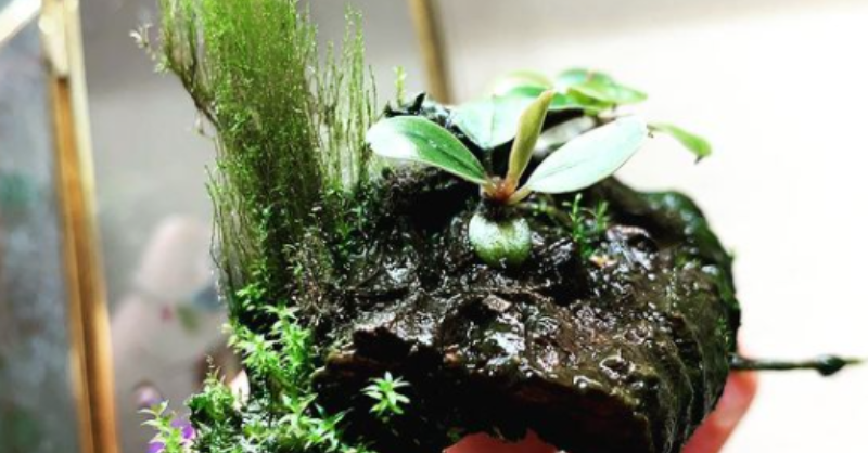 Halleck Horticultural | Plantgeek Chic - Tiny Plants: Bucephalandra…