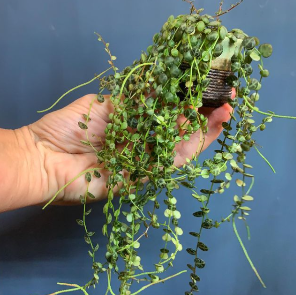 Halleck Peperomia prostrata