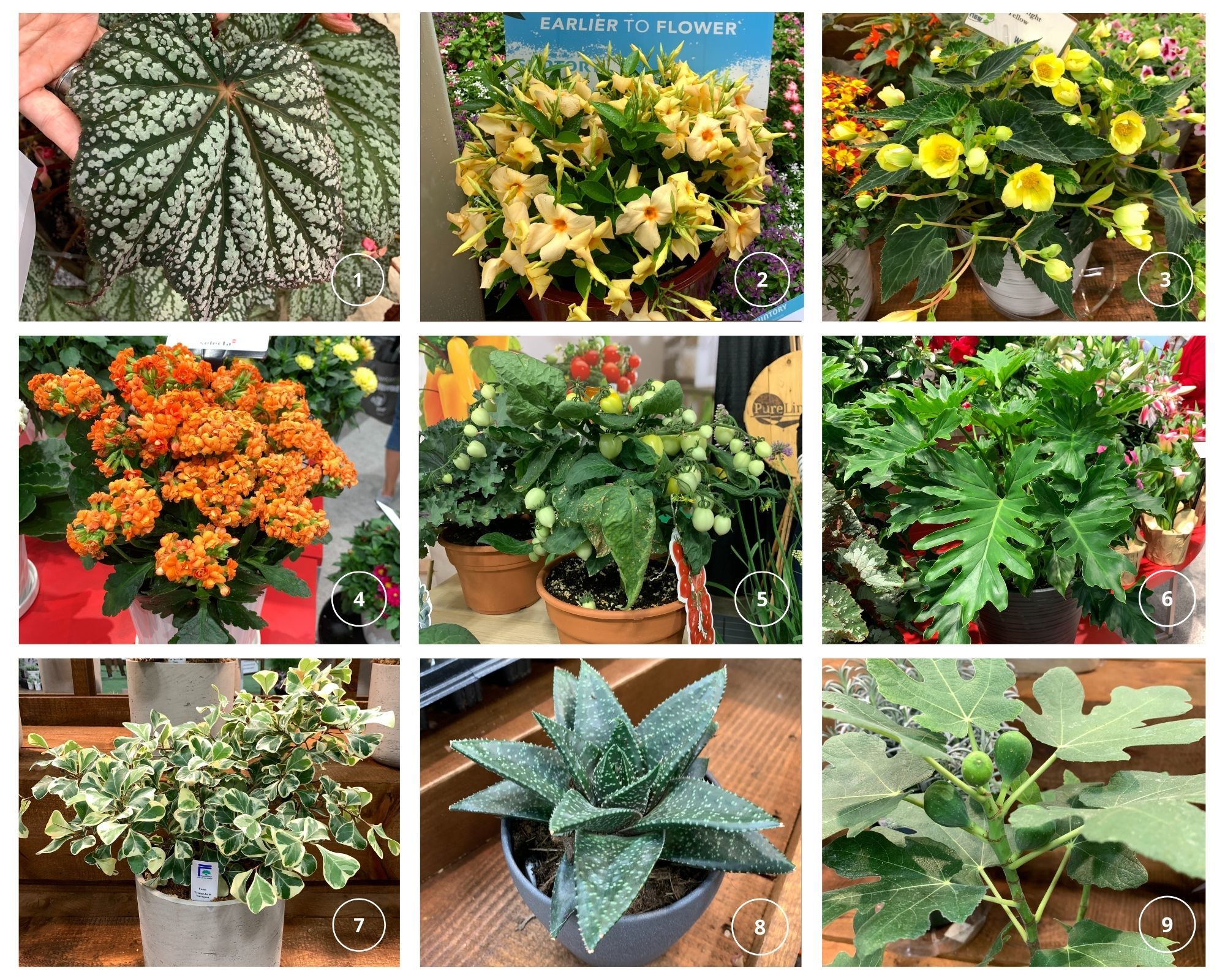 Halleck Horticultural | Plantgeek Chic - Favorite NEW PLANTS from…