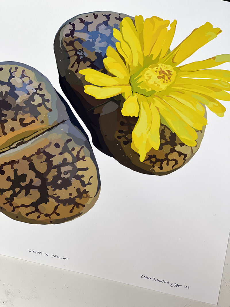 Lithops in Yellow Giclee Print signed