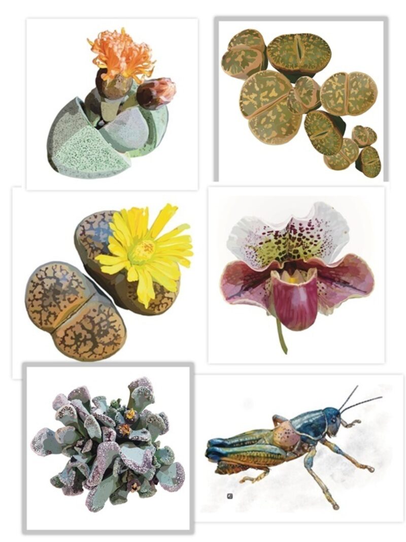 Halleck Botanical Mini Prints