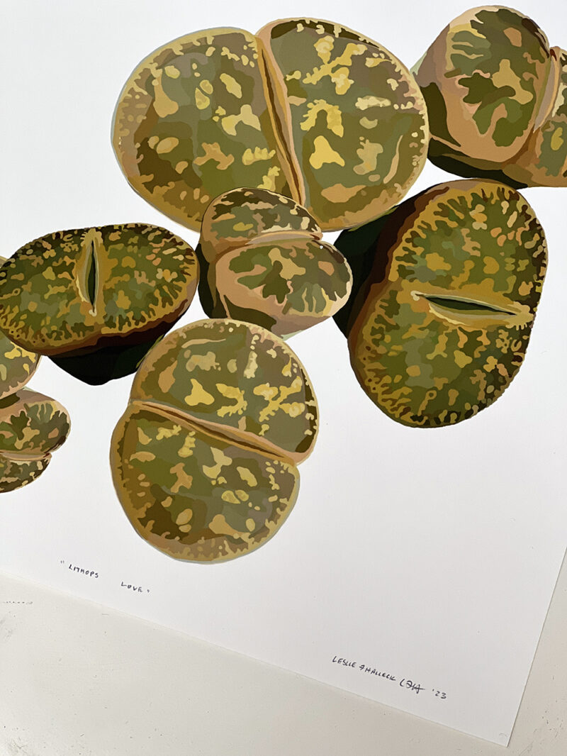 Lithops Love Giclee Print Signed