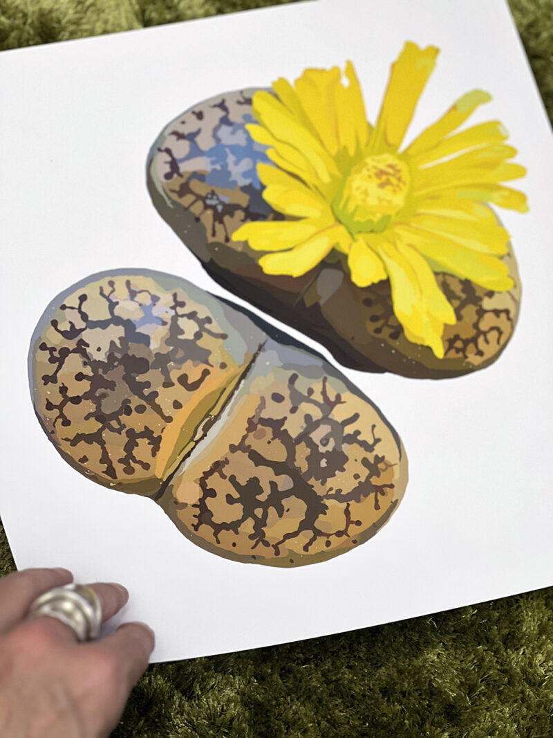 Lithops in Yellow, Giclee Print