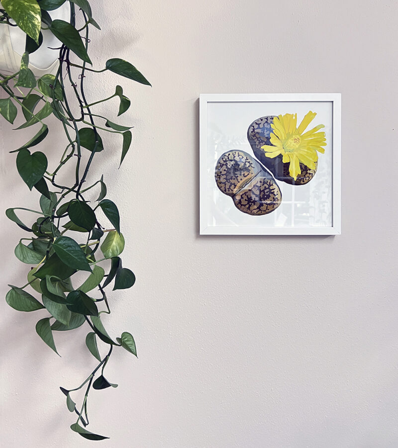 Lithops in Yellow, Giclee Print