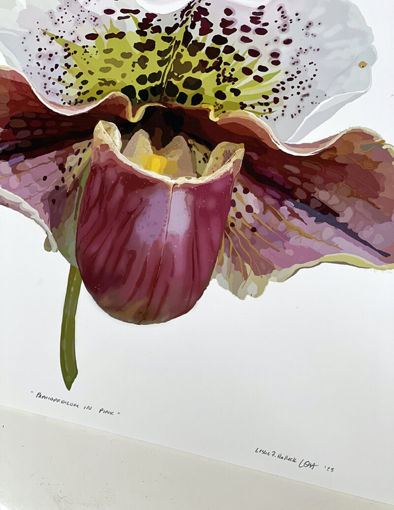 Paphiopedilum in Pink Giclee Print Signed