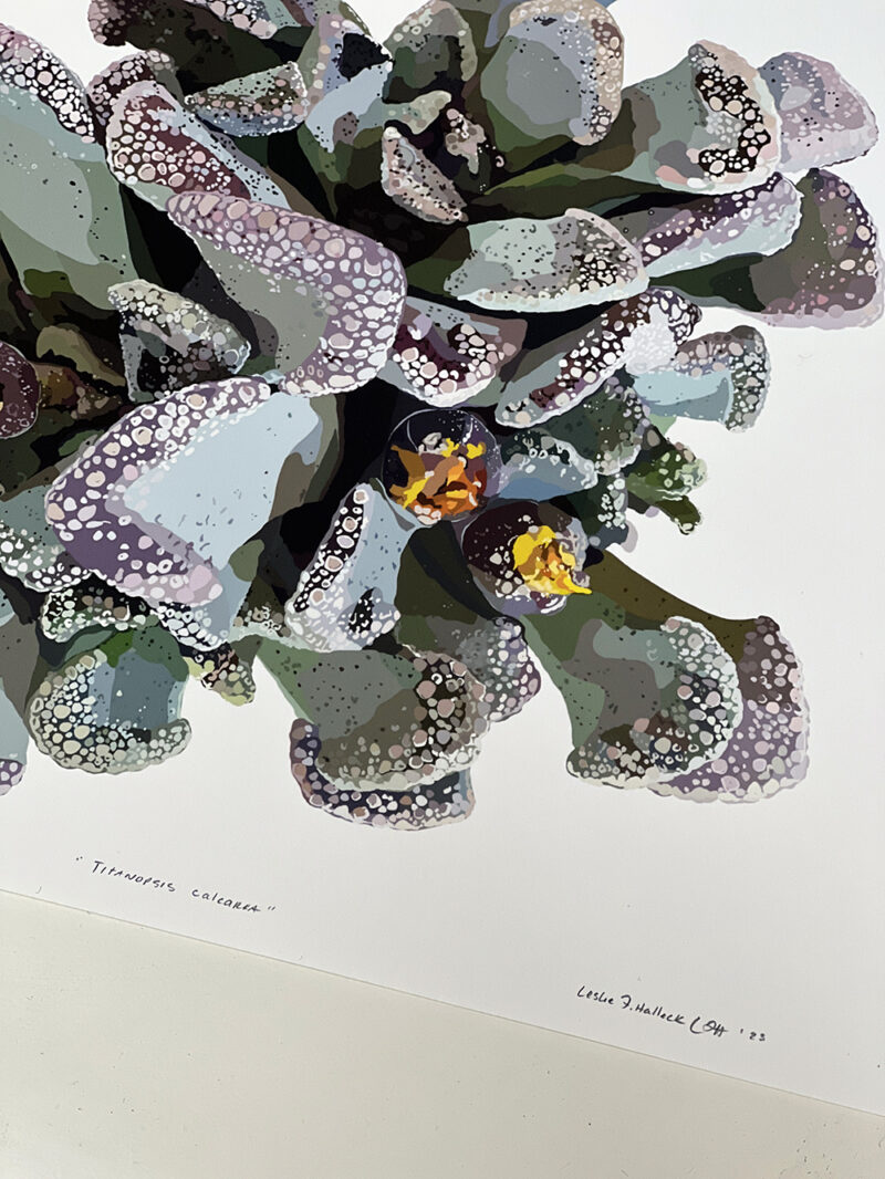 Titanopsis Giclee Print signed