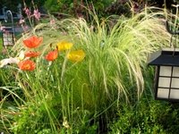 Mexicanfgrass