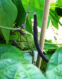Bean_bush_purple